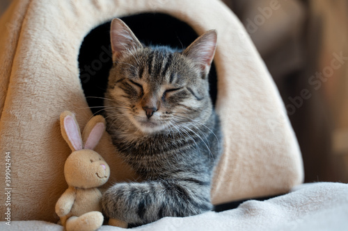 portrait of a tabby striped gray kitten sitting in its plush house and hugging a Bunny toy