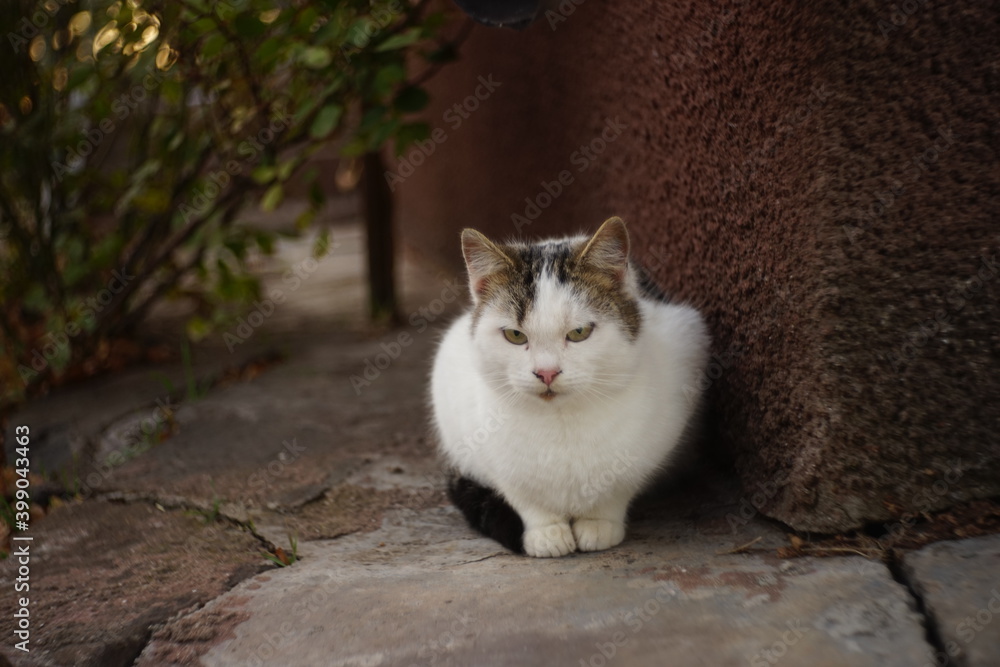 White kitty portrait outdoor. Cute cat sitting in the evening autumn garden White kitty portrait outdoor. Cute cat sitting in the evening autumn garden