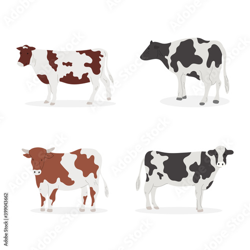 Set of cartoon cows. Vector cartoon collection with different cows. Flat vector illustration.
