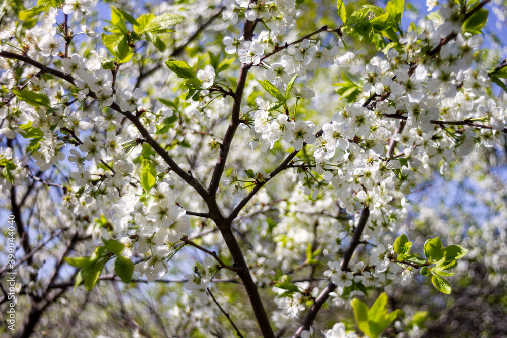 Beautiful spring blossoming plum tree Beautiful spring blossoming plum tree