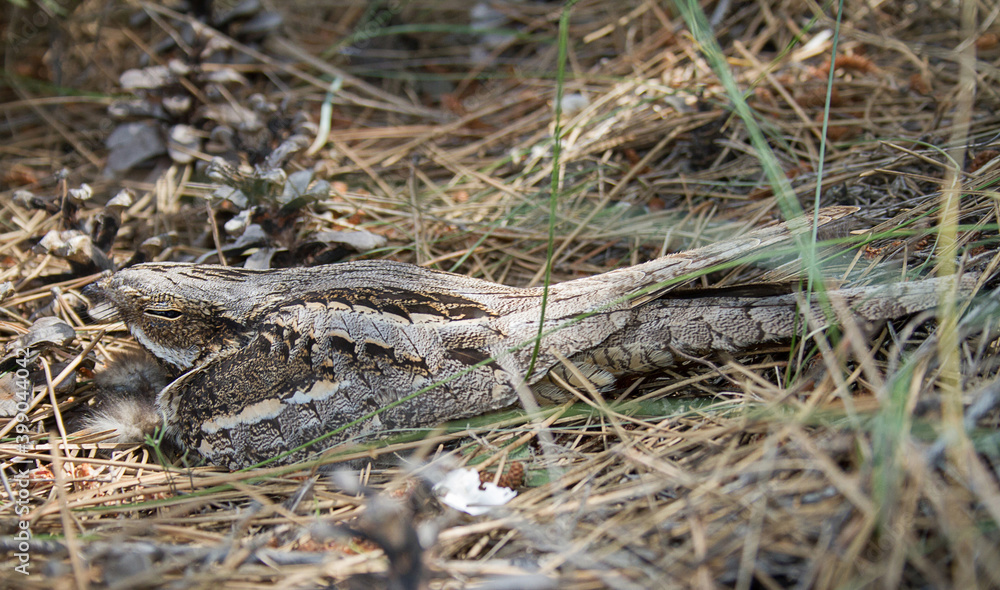 European nightjar (Caprimulgus europaeus) closeup.