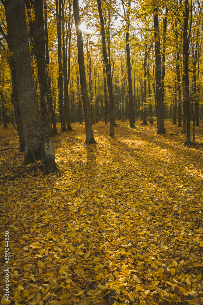 Obraz premium Lots of fallen yellow leaves in the forest