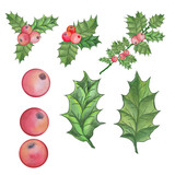 watercolor Botanical set of Holly berries and their foliage, various designs, isolated on a white background