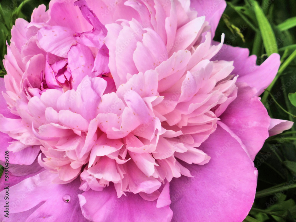 close-up of pink flower pion. concept for flower shop.  Flower delivery