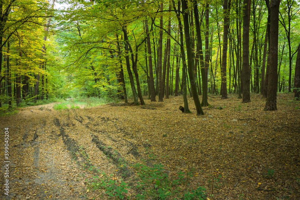Fototapeta premium Fallen leaves on the road in the green forest
