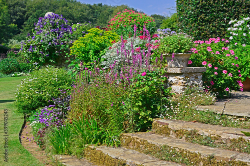Colourful terrace with Pelargoniums  Lythrums  Clematis and stone steps