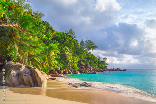 Fototapeta Naklejka Na Ścianę i Meble -  palm trees on tropical beach anse georgette on praslin island. paradise on the seychelles