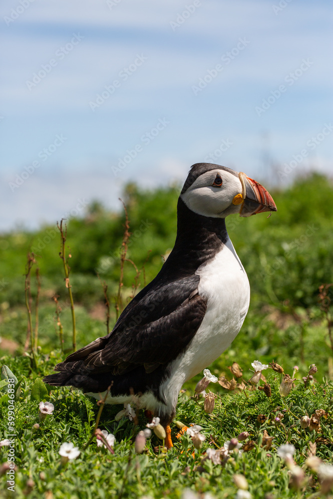 Fototapeta premium Puffin On Skomer