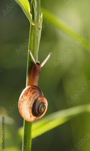 Snail climbing up on grass