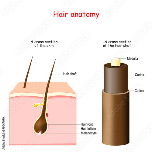 Hair anatomy. cross section of the skin with Melanocytes, Hair root, and shaft.