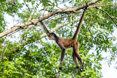 Yucatan Spider Monkey in Punta Laguna Reserve, Mexico