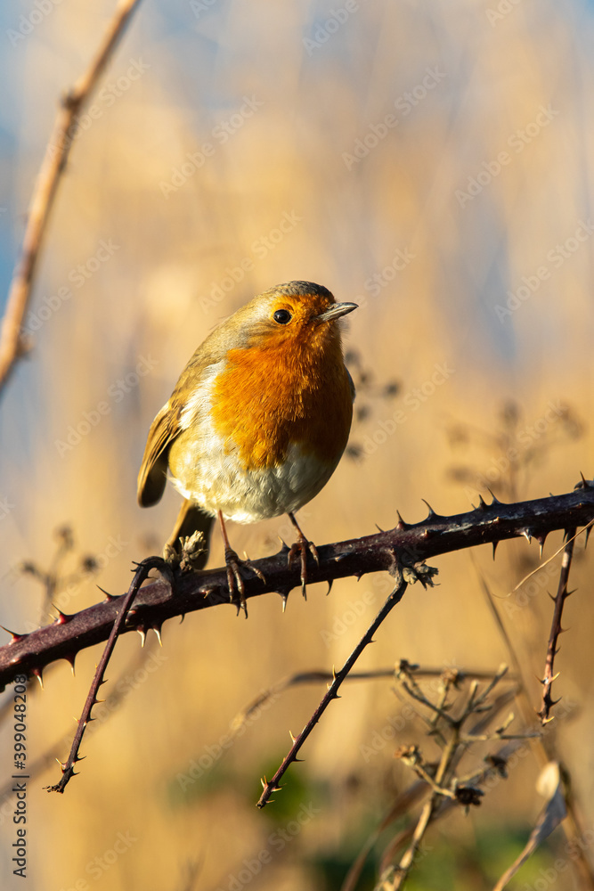 Close up of a Robin perching on a bramble branch Close up of a Robin perching on a bramble branch