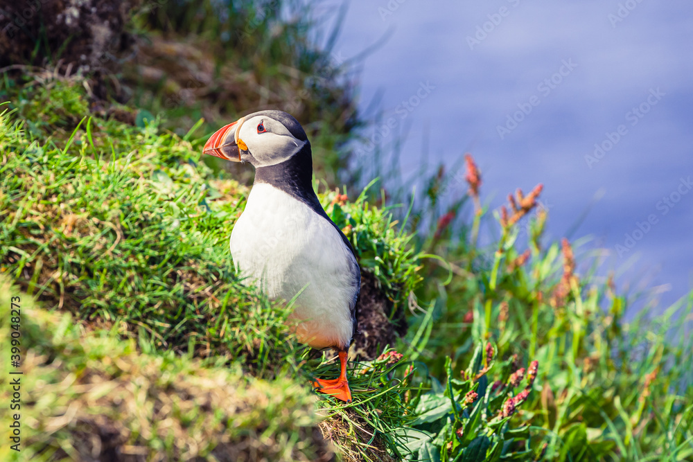 Fototapeta premium Puffins on Mykines cliffs and atlantic ocean. Mykines island, Faroe Islands, Europe.