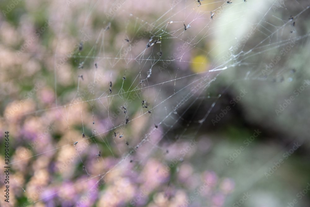 Spiders Web In Amongst Heather