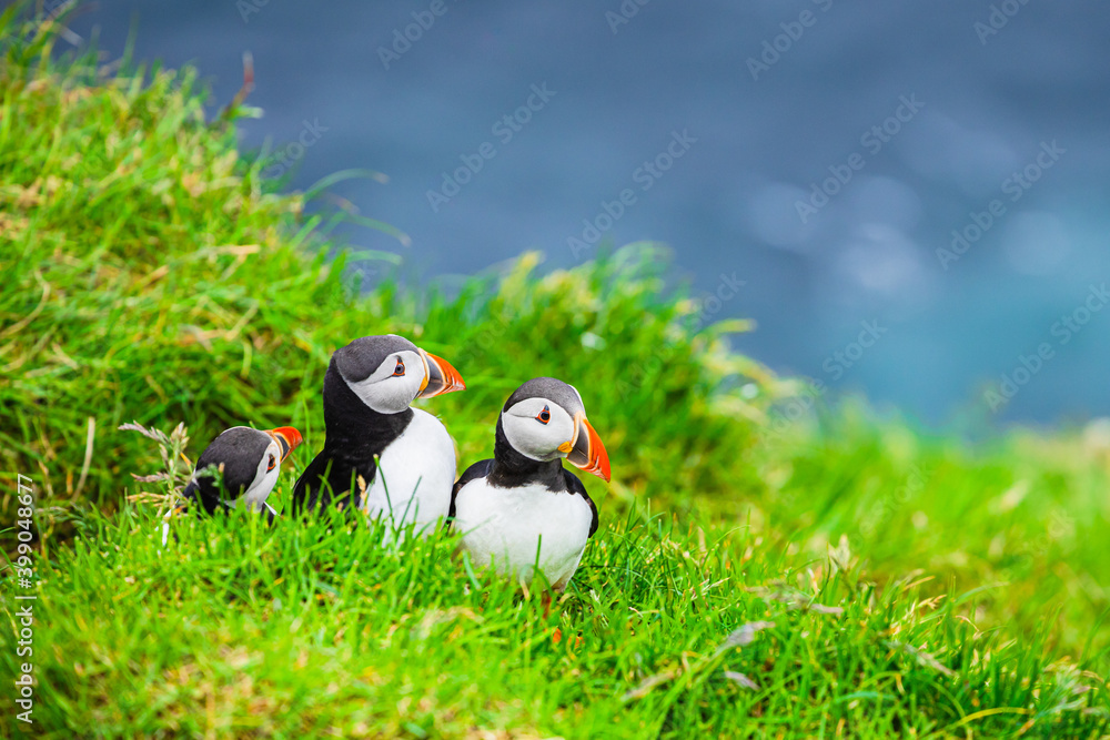 Fototapeta premium Puffins on Mykines cliffs and atlantic ocean. Mykines island, Faroe Islands, Europe.