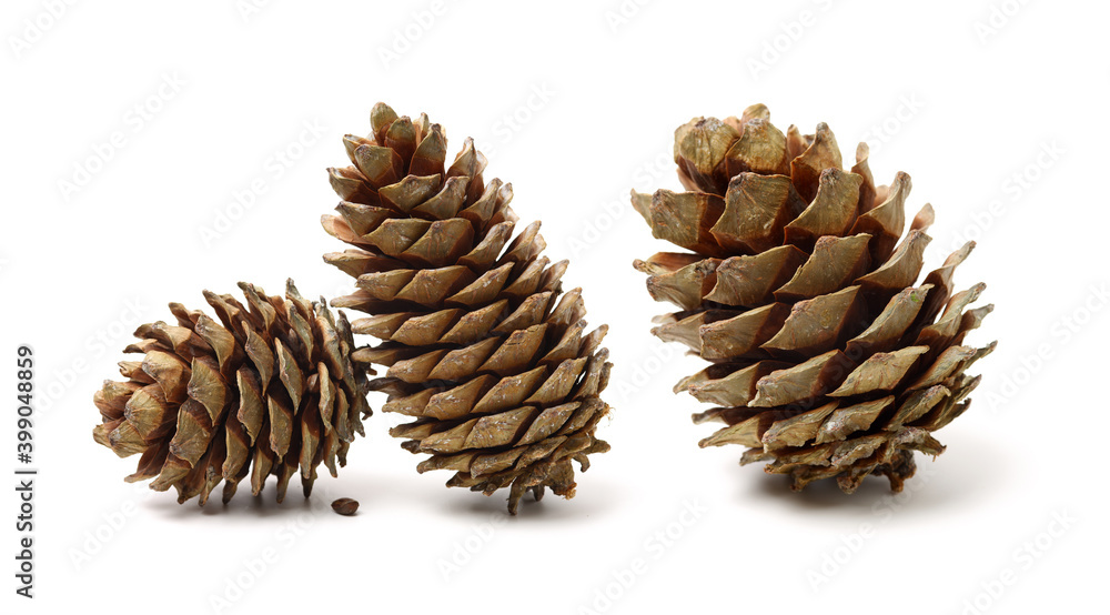 pine cones isolated on a white background pine cones isolated on a white background