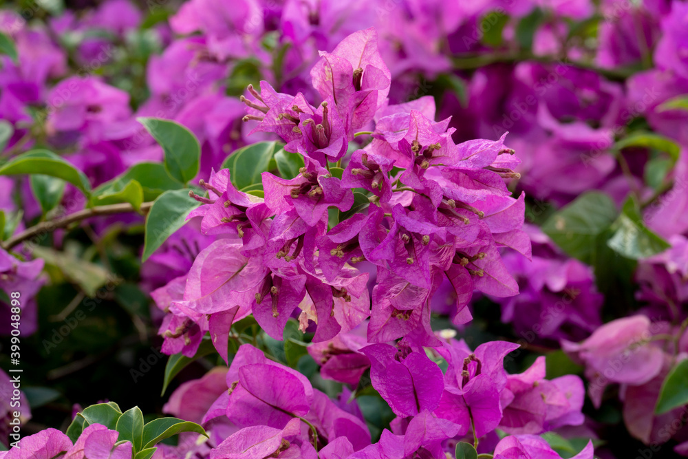 Bougainvillea flower pick color full on the tree. for flower background. Bougainvillea flower pick color full on the tree. for flower background.