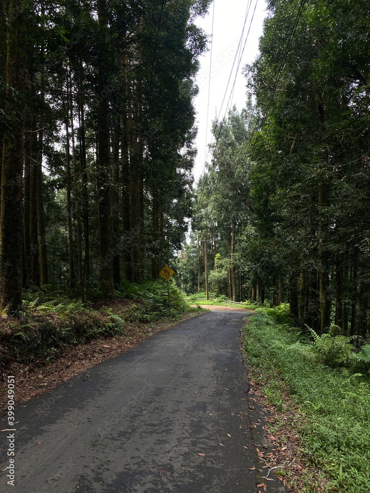 road in the forest road in the forest