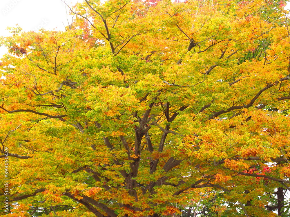 晩秋の公園の黄葉の欅