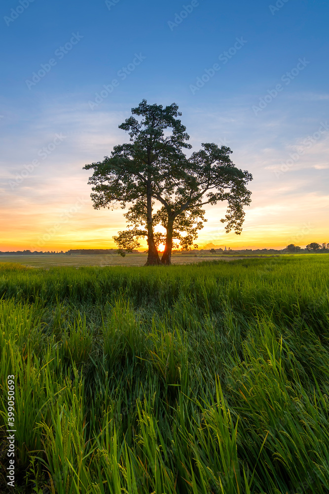 Fototapeta premium Single tree in the field at sunset