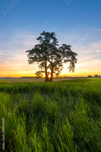  Single tree in the field at sunset
