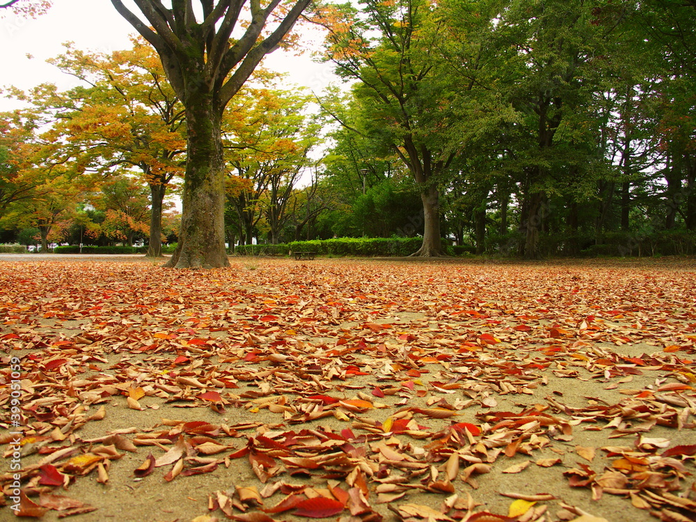 欅の枯れ葉散る秋の公園風景 Stock 写真 | Adobe Stock