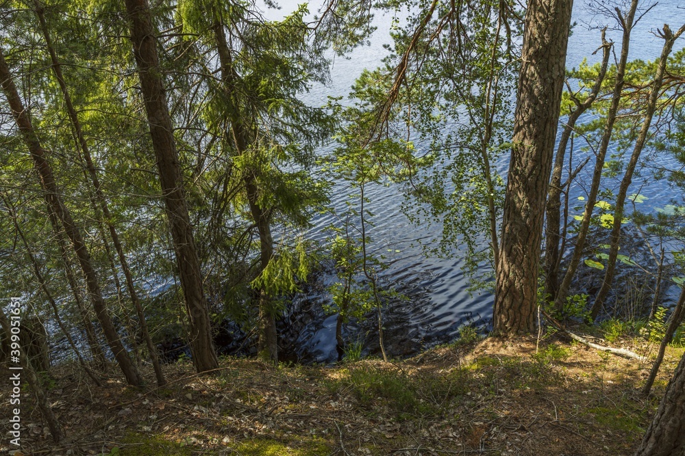 Obraz premium Beautiful landscape view of lake through pine trees. Lake shore with green trees and plants reflecting in mirror water surface. Sweden. 