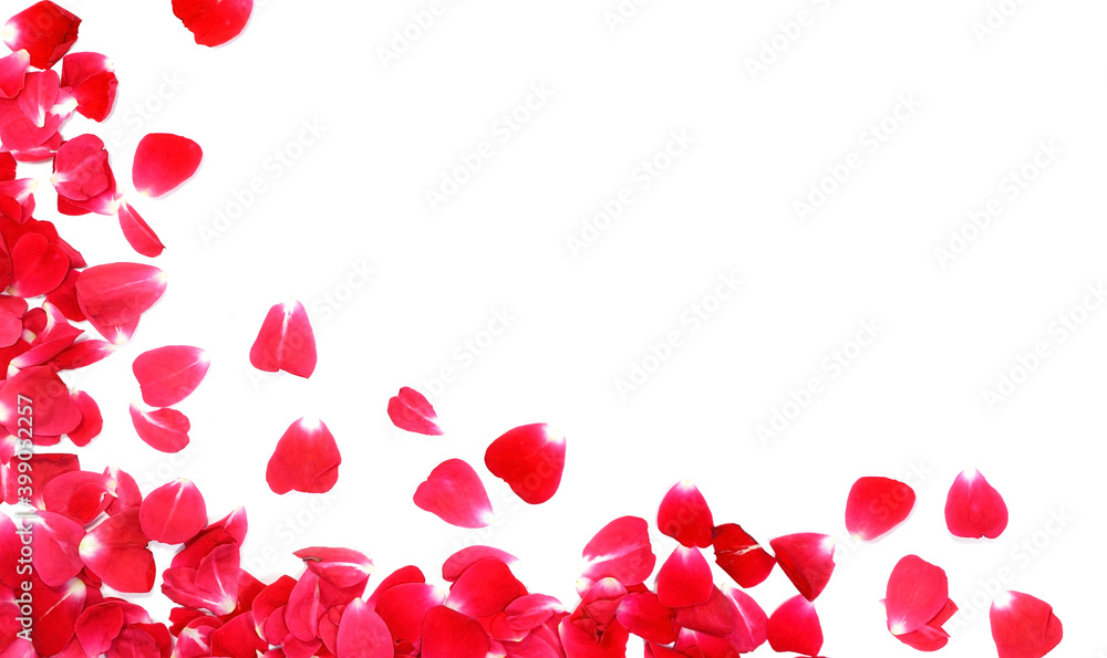 Red rose petals frame composition on white background. Valentines day, Flat lay, top view
