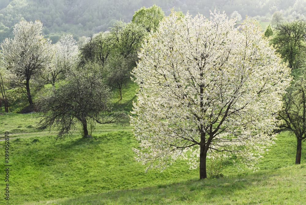Fototapeta premium Cherry tree in full bloom