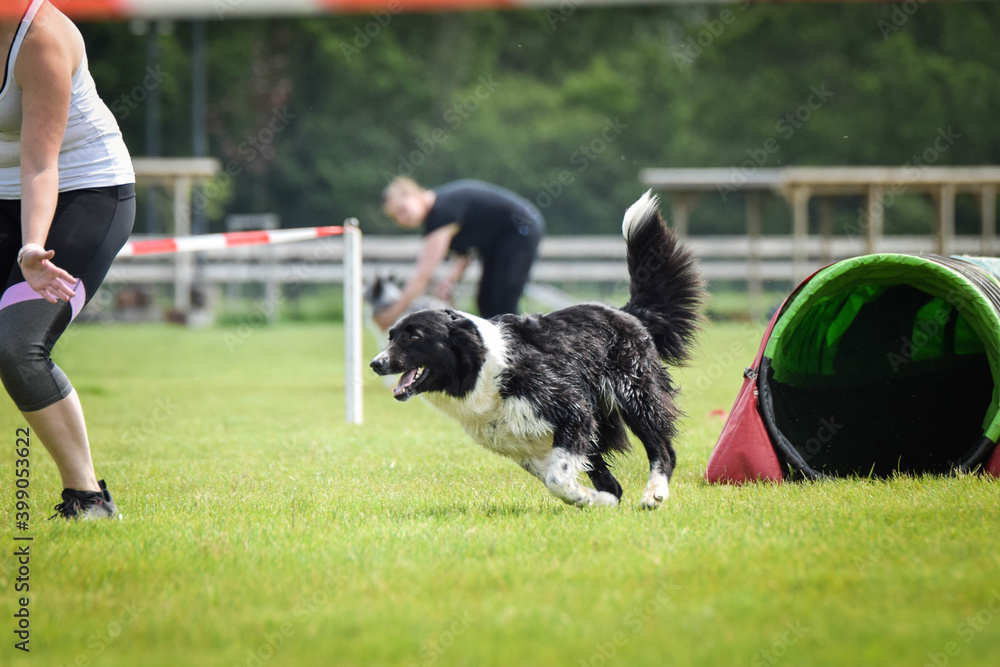 border collie in agility tunel. Amazing day on czech agility competition. They are middle expert it means A2.