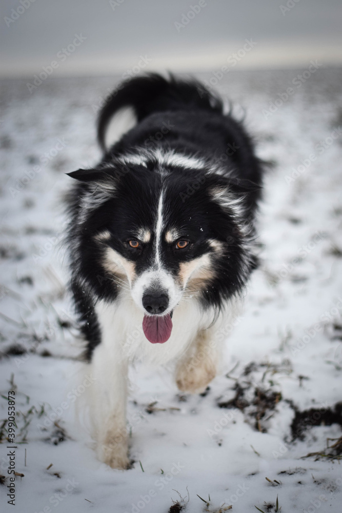 Tricolor border collie is running on the field in the snow. He is so fluffy dog.