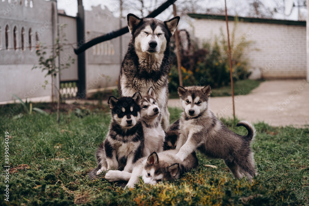 family of Alaskan malamutes, mom and puppies, fluffy happiness, dogs playing family of Alaskan malamutes, mom and puppies, fluffy happiness, dogs playing