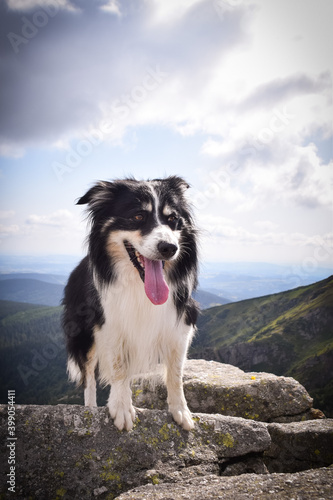 Border collie is standing on the stones. He is so crazy happy dog on the trip.