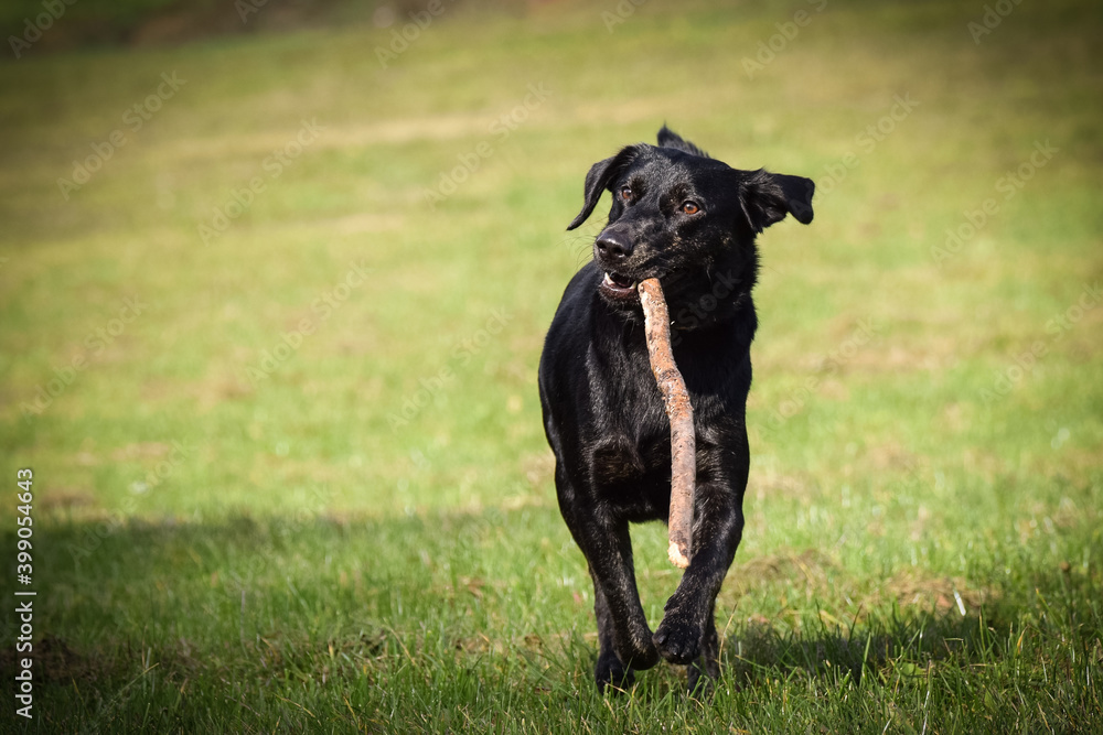 Black dog is running in autumn nature. She is so cute dog. Black dog is running in autumn nature. She is so cute dog.