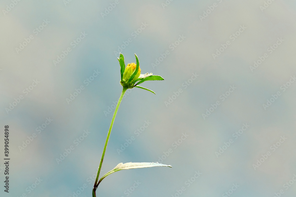 autumn, tree, nature, branch, leaf, leaves, sky, red, ginger, blue, foliage, orange, season, color, plant, green, bright, flower, beauty, spring, summer, sun, water, reflection, sky , clouds, beautifu