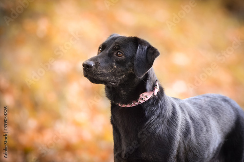 Black dog is standing in autumn nature. She is so cute dog.