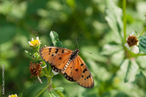 Butterfly with blurred leaf background