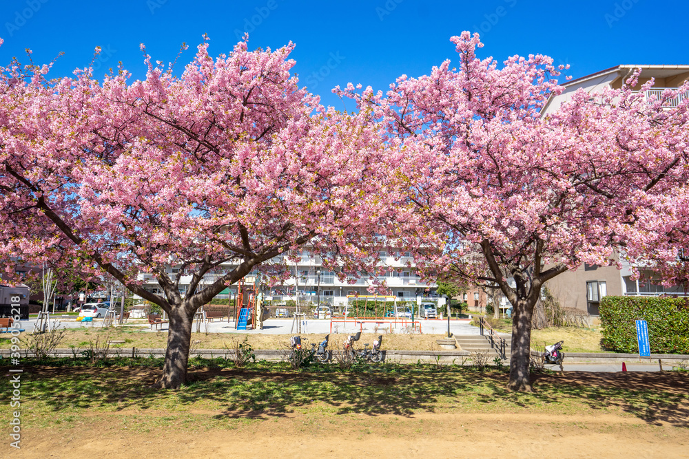 公園の河津桜