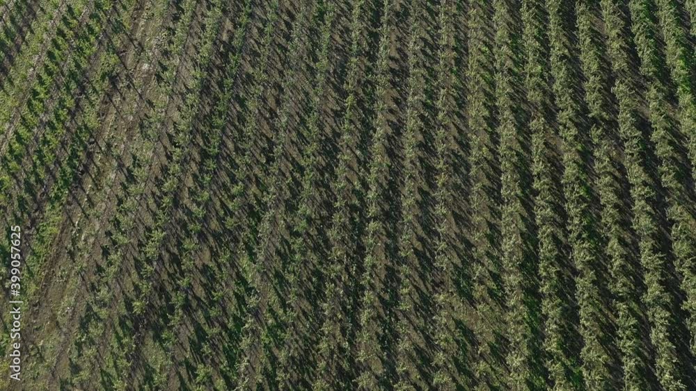 Aerial view of the Apple plantation. The cultivation of apples. Panorama Apple orchard shooting with a drone Aerial view of the Apple plantation. The cultivation of apples. Panorama Apple orchard shooting with a drone