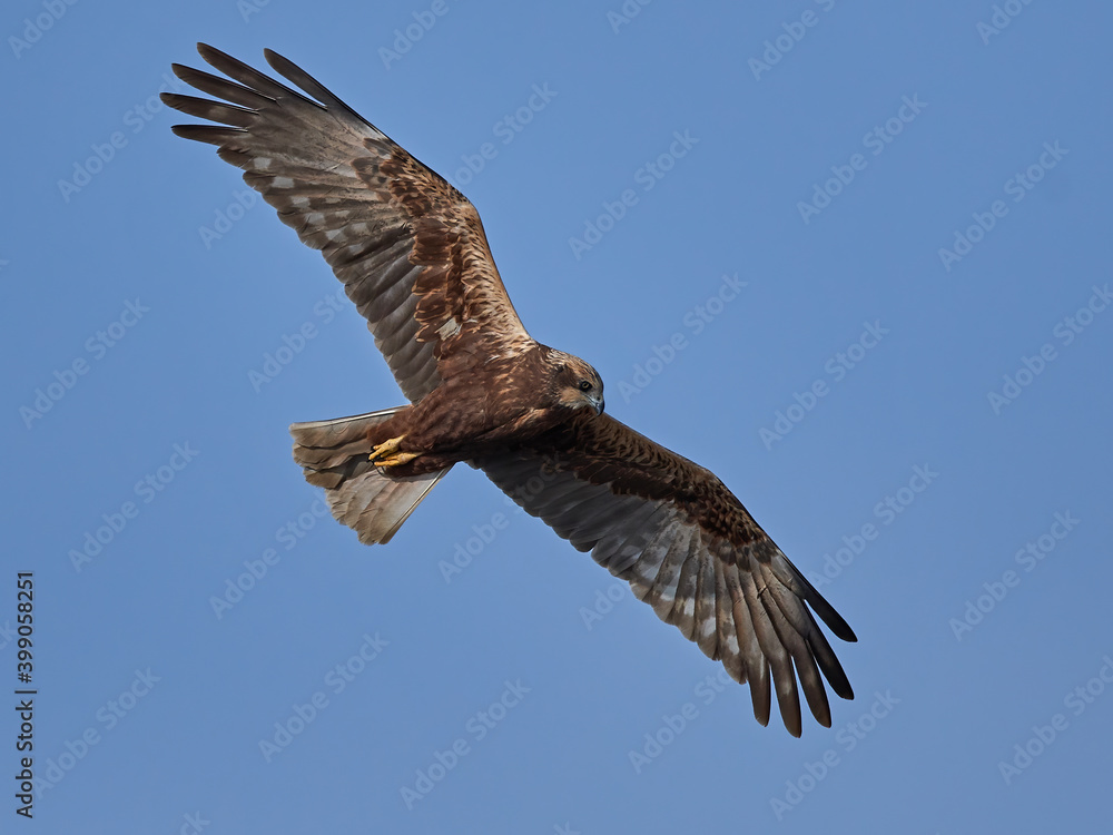 Western marsh harrier (Circus aeruginosus) Western marsh harrier (Circus aeruginosus)