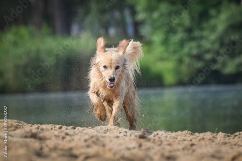 White mix Dog is running in sand. She is so dirty dog now. © doda