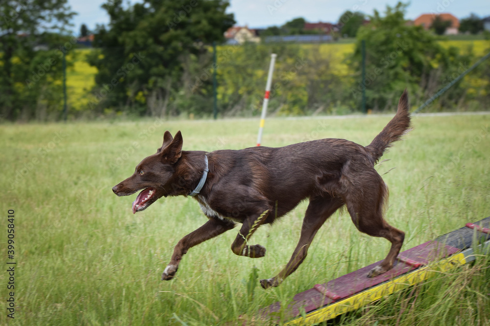 Crazy brown border collie is running in agility park on dog walk. She teachs new thing for competition.