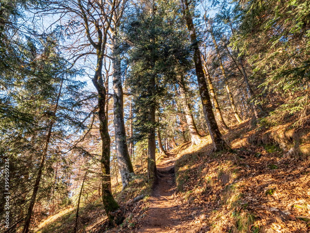 Nature Bavarian Forest Trail during Autumn up to the mountain to the Top of the Herzogstand Nature Bavarian Forest Trail during Autumn up to the mountain to the Top of the Herzogstand