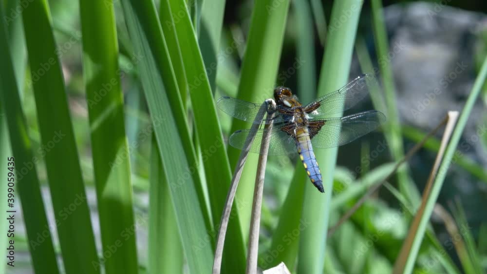 Broad-Bodied Chaser