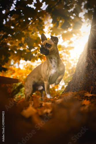 Portrait of a small dog under a tree in beautiful light.