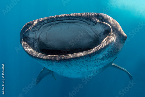 Whale Shark Feeding, Isla Mujeres, Mexico