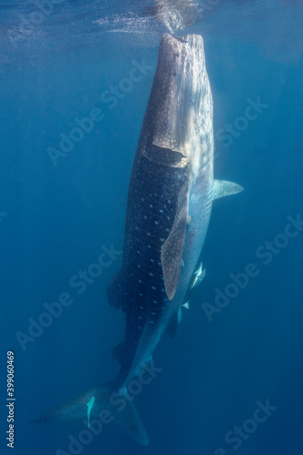 Whale Shark Bottle Feeding  Isla Mujeres  Mexico