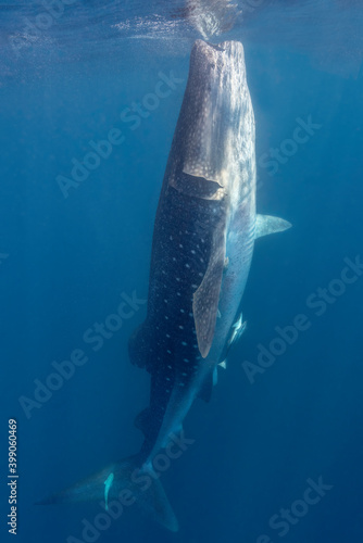 Whale Shark Bottle Feeding, Isla Mujeres, Mexico