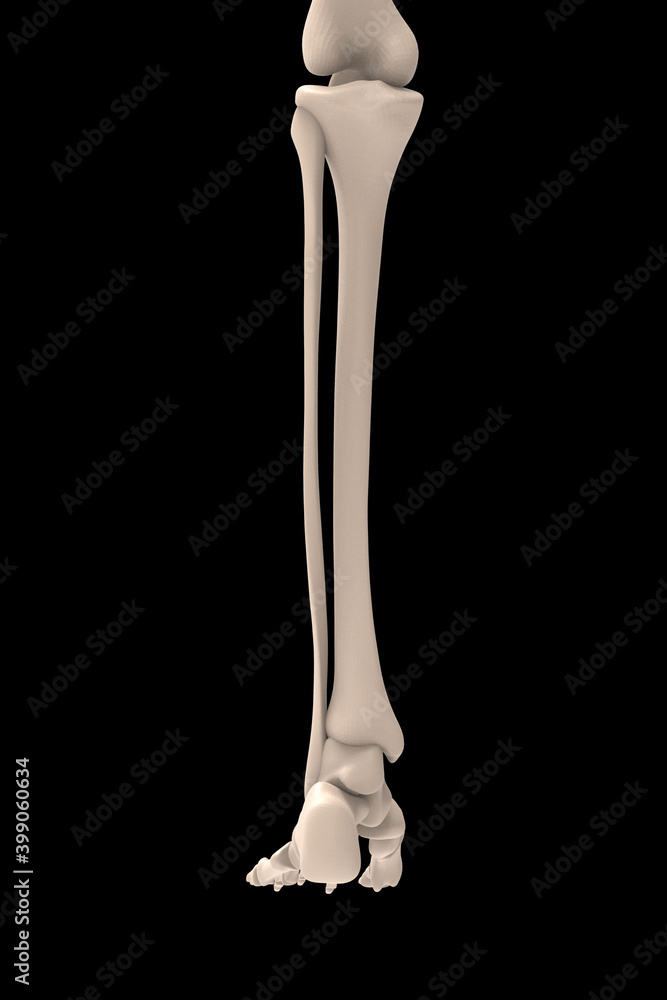3d rendering of Tibia and fibula, medical concept 3d rendering of Tibia and fibula, medical concept
