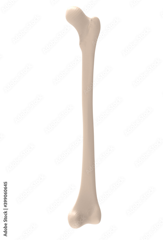 3d illustration medically accurate of the femur
3d illustration medically accurate of the femur